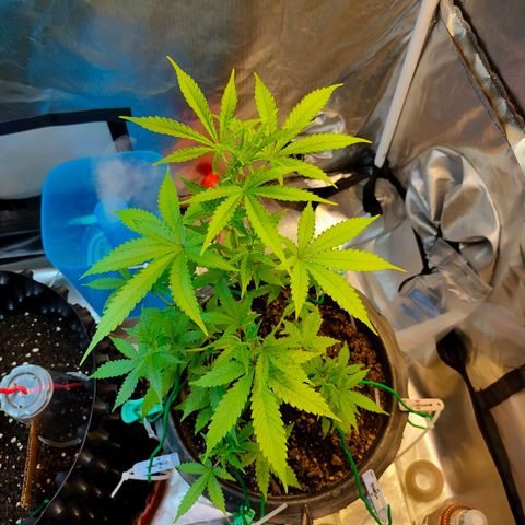 Brookly Sunrise growlog timeline photo