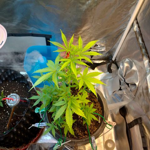 Brookly Sunrise growlog timeline photo