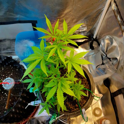 Brookly Sunrise growlog timeline photo