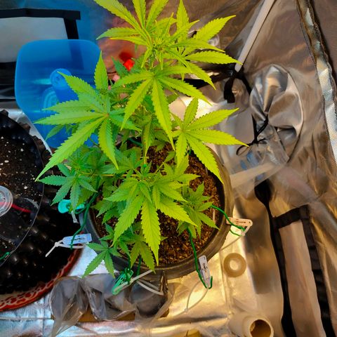 Brookly Sunrise growlog timeline photo