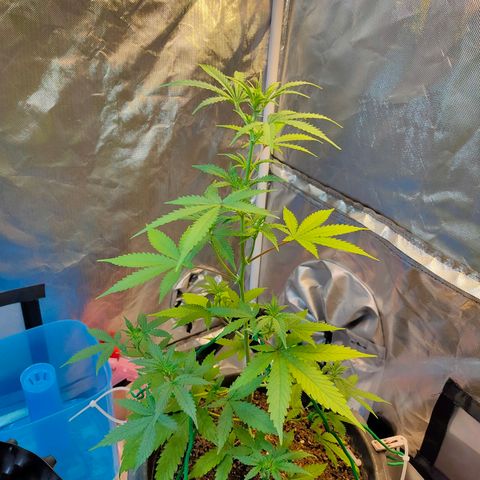 Brookly Sunrise growlog timeline photo