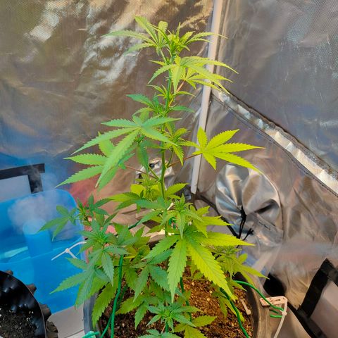 Brookly Sunrise growlog timeline photo