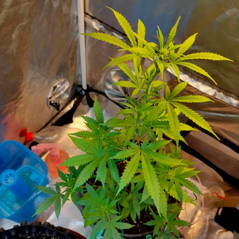 Brookly Sunrise growlog timeline photo
