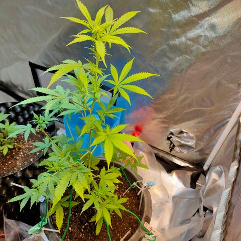 Brookly Sunrise growlog timeline photo