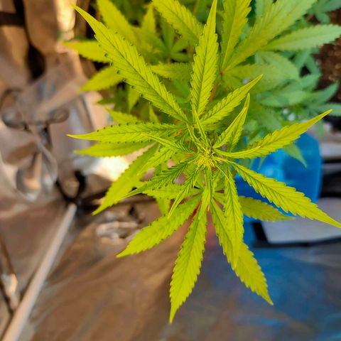Brookly Sunrise growlog timeline photo