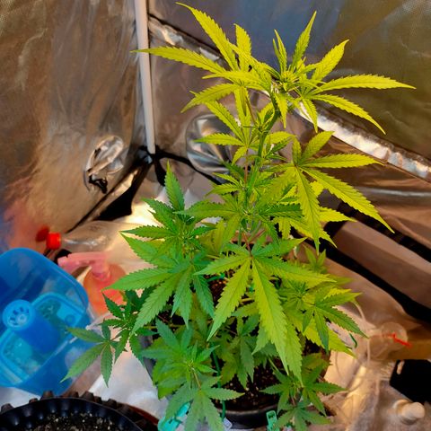 Brookly Sunrise growlog timeline photo