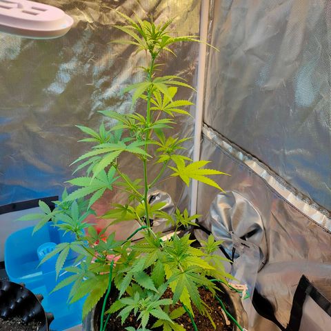 Brookly Sunrise growlog timeline photo