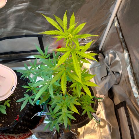 Brookly Sunrise growlog timeline photo