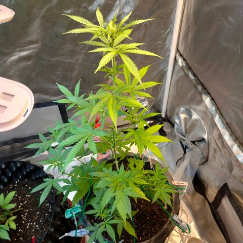 Brookly Sunrise growlog timeline photo
