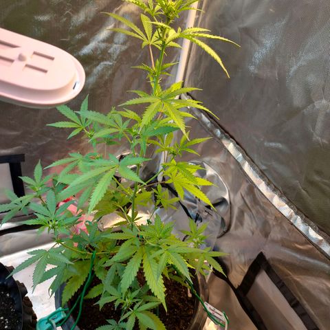 Brookly Sunrise growlog timeline photo