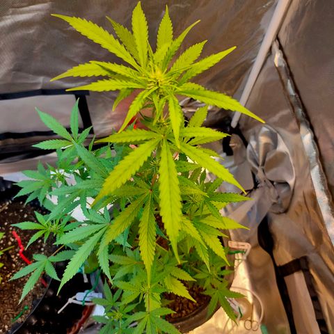 Brookly Sunrise growlog timeline photo