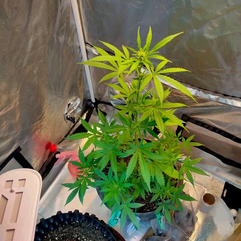 Brookly Sunrise growlog timeline photo