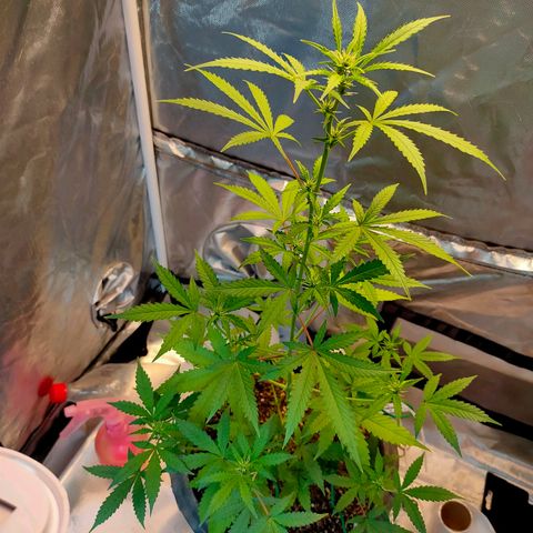 Brookly Sunrise growlog timeline photo