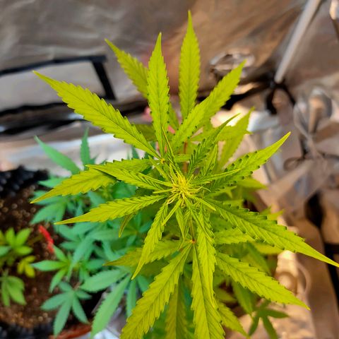 Brookly Sunrise growlog timeline photo