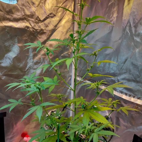 Brookly Sunrise growlog timeline photo