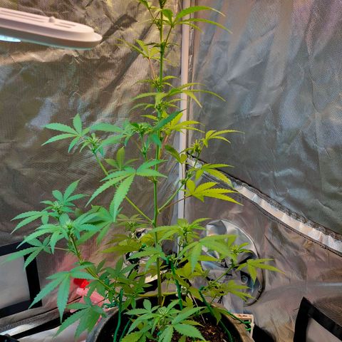 Brookly Sunrise growlog timeline photo