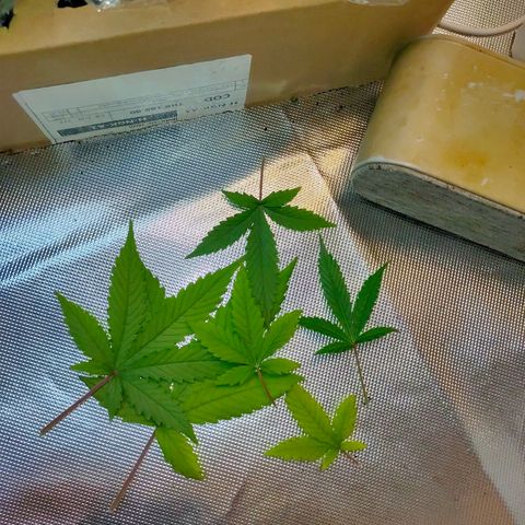 Brookly Sunrise growlog timeline photo
