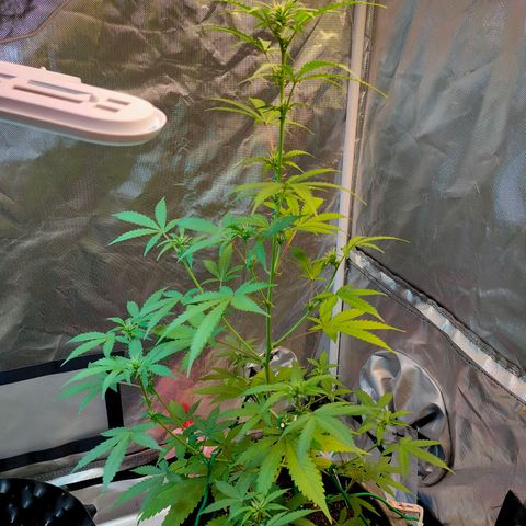 Brookly Sunrise growlog timeline photo