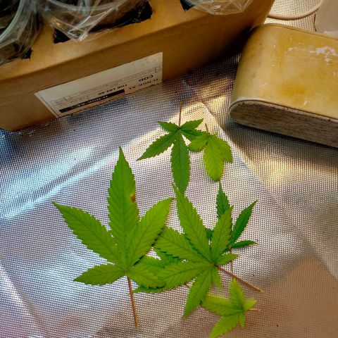 Brookly Sunrise growlog timeline photo