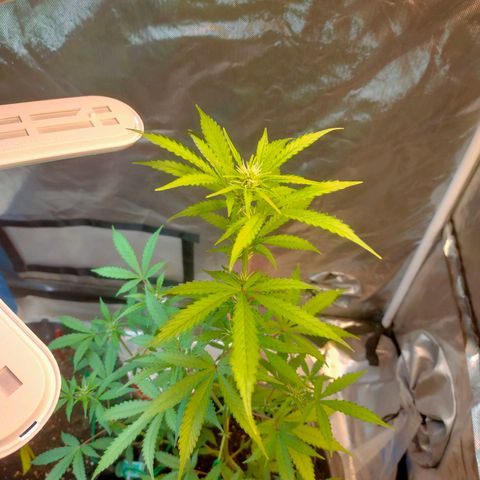 Brookly Sunrise growlog timeline photo