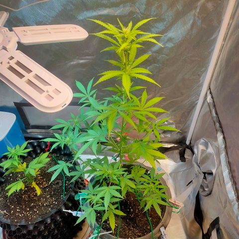 Brookly Sunrise growlog timeline photo