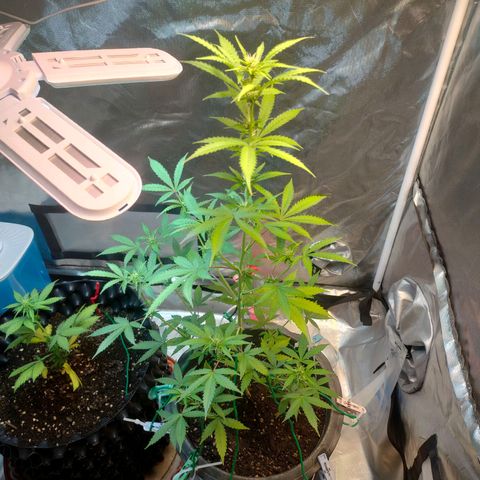 Brookly Sunrise growlog timeline photo