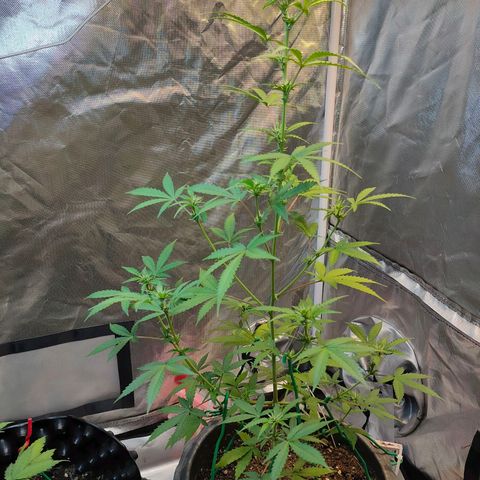 Brookly Sunrise growlog timeline photo