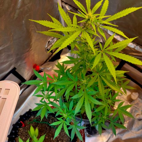 Brookly Sunrise growlog timeline photo
