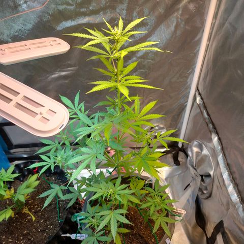 Brookly Sunrise growlog timeline photo