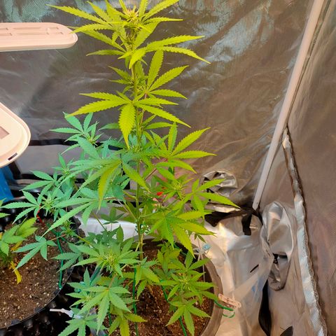 Brookly Sunrise growlog timeline photo