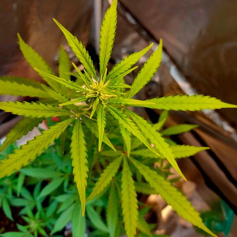 Brookly Sunrise growlog timeline photo