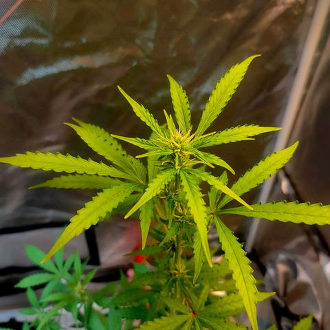 Brookly Sunrise growlog timeline photo