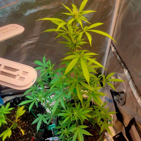 Brookly Sunrise growlog timeline photo