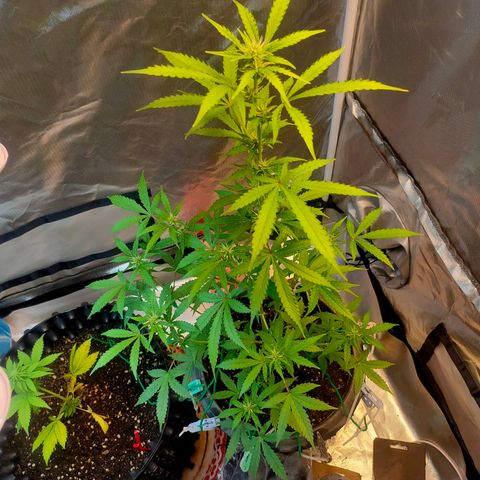 Brookly Sunrise growlog timeline photo