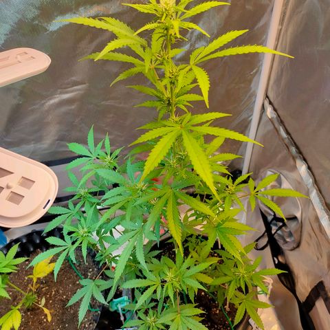 Brookly Sunrise growlog timeline photo