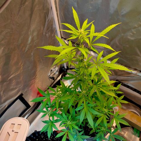 Brookly Sunrise growlog timeline photo
