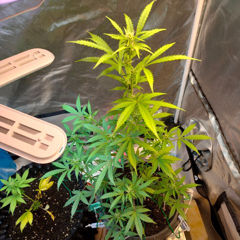 Brookly Sunrise growlog timeline photo