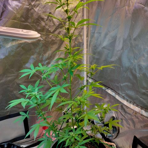 Brookly Sunrise growlog timeline photo