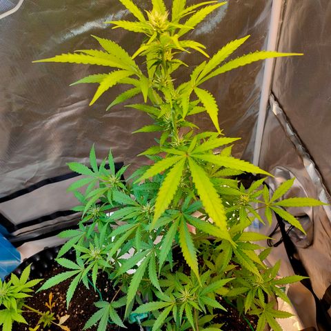 Brookly Sunrise growlog timeline photo