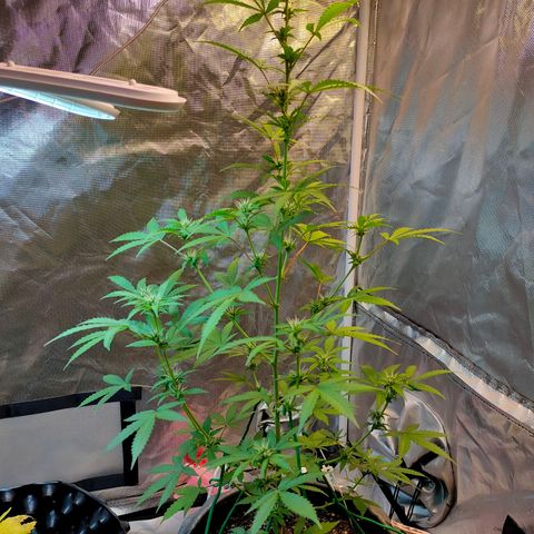 Brookly Sunrise growlog timeline photo