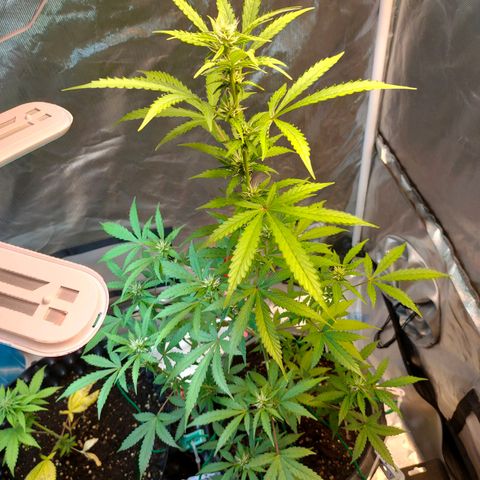 Brookly Sunrise growlog timeline photo