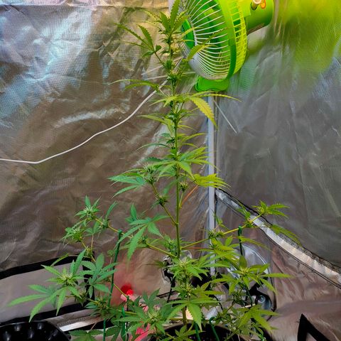 Brookly Sunrise growlog timeline photo