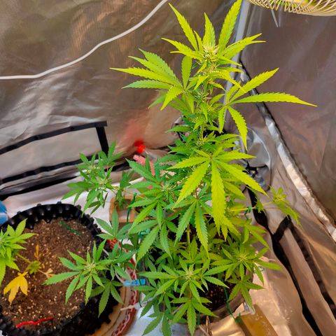 Brookly Sunrise growlog timeline photo