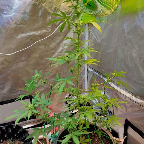 Brookly Sunrise growlog timeline photo
