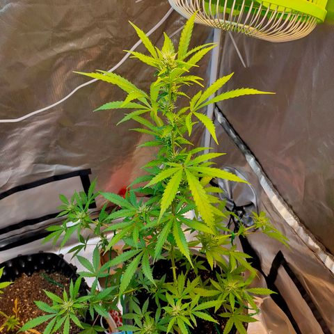 Brookly Sunrise growlog timeline photo