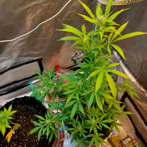 Brookly Sunrise growlog timeline photo