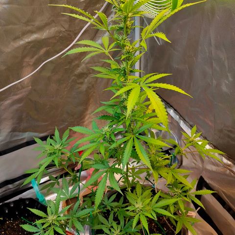 Brookly Sunrise growlog timeline photo