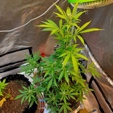 Brookly Sunrise growlog timeline photo