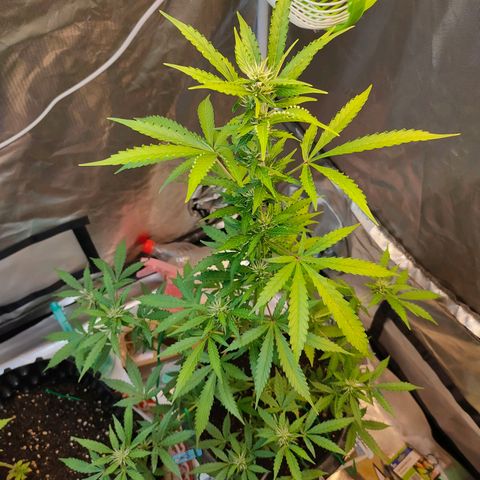 Brookly Sunrise growlog timeline photo