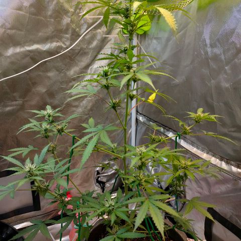 Brookly Sunrise growlog timeline photo